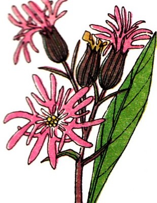fleur_de_coucou